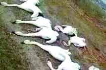 ���ɹ��ϰ�ֻ������� ������ɱ