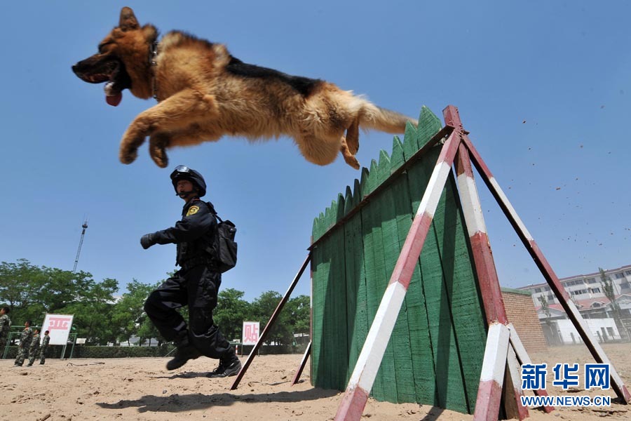 高清图集:夏日警犬大练兵(4)